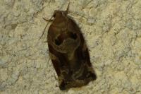 Archips xylosteana