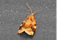 Archips xylosteana