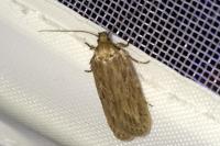 Depressaria