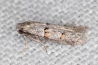 Symmocoides oxybiella