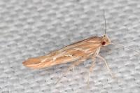Pyroderces argyrogrammos