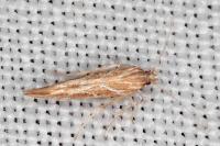 Pyroderces argyrogrammos