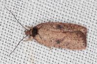 Agonopterix scopariella