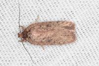 Agonopterix scopariella