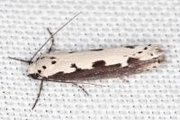 Ethmia bipunctella