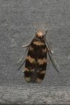 Oegoconia