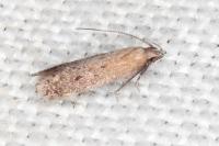 Stomopteryx