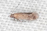 Stomopteryx