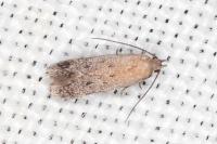 Stomopteryx