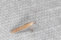 Aspilapteryx tringipennella