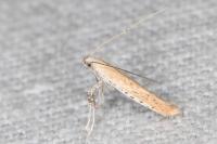 Aspilapteryx tringipennella