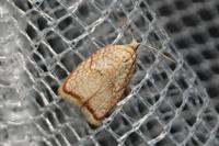 Acleris forsskaleana