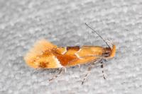 Epicallima formosella