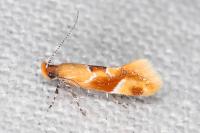 Epicallima formosella