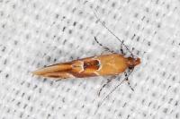 Epicallima formosella