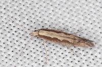 Plutella xylostella