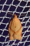 Clepsis consimilana