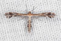 Stangeia siceliota