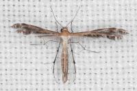 Stangeia siceliota