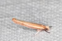 Zelleria hepariella