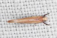 Zelleria hepariella