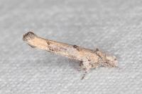 Zelleria oleastrella