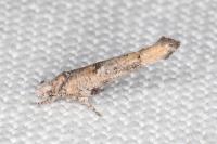 Zelleria oleastrella