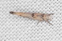 Zelleria oleastrella