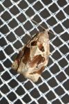 Archips crataegana