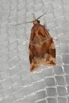 Archips xylosteana