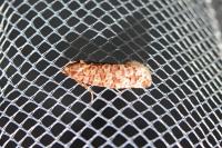 Lozotaeniodes formosana