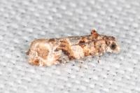 Lobesia botrana
