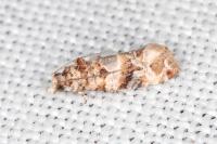 Lobesia botrana