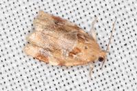 Archips xylosteana