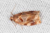 Archips xylosteana