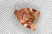 Archips xylosteana