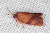 Cacoecimorpha pronubana