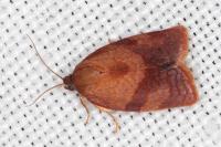 Cacoecimorpha pronubana