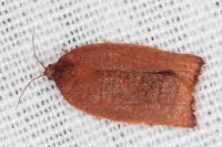 Cacoecimorpha pronubana
