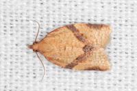 Clepsis consimilana