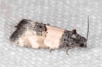 Propiromorpha rhodophana