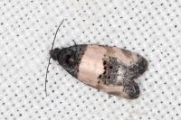 Propiromorpha rhodophana