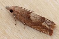 Eucosma conterminana