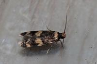Oegoconia caradjai