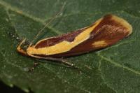 Harpella forficella