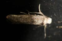 Paraswammerdamia albicapitella