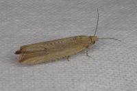 Bactra