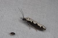 Ethmia bipunctella