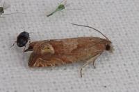 Eucosma rubescana/gradensis
