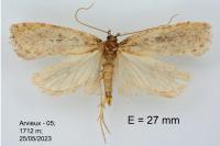 Agonopterix ciliella